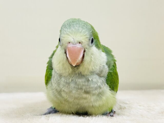 オキナインコ
