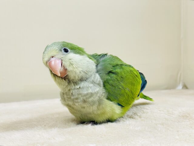 オキナインコ