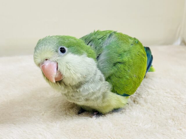 オキナインコ