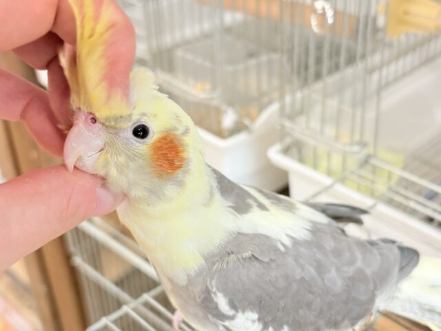 オカメインコ