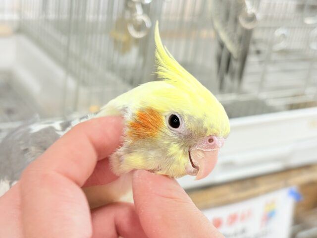 オカメインコ