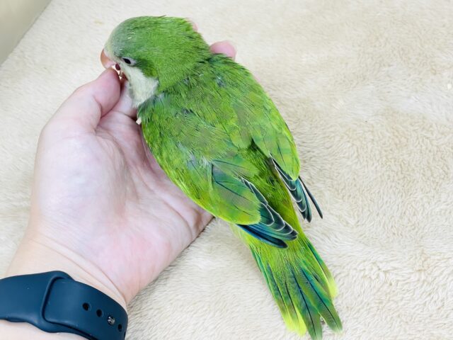 オキナインコ