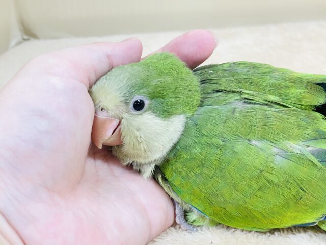 オキナインコ