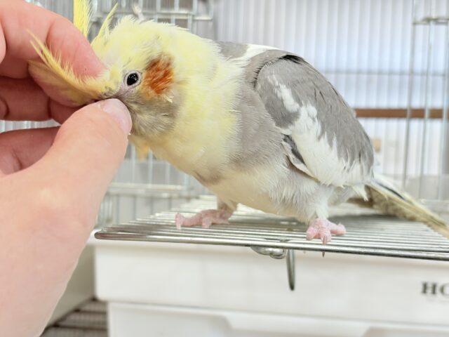 オカメインコ