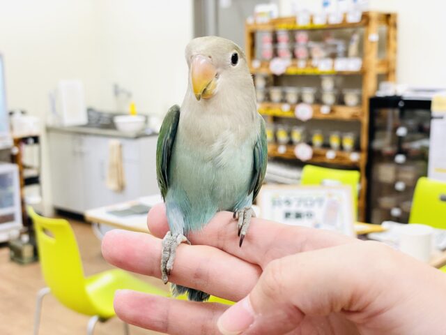 コザクラインコ（小桜インコ）
