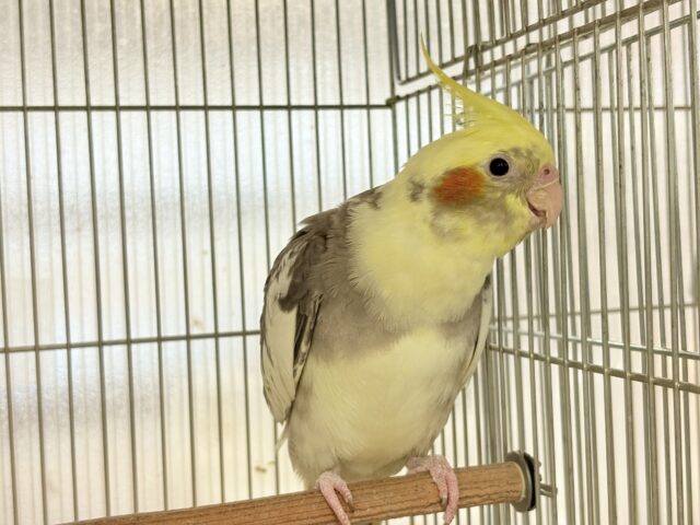 オカメインコ