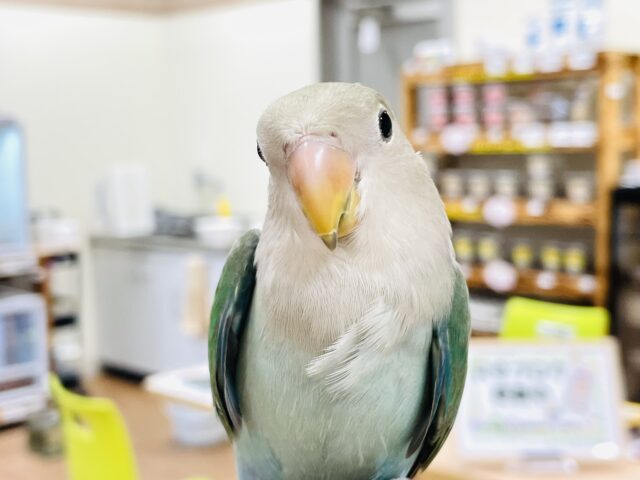 【最新画像】大人っぽくなったかな？💚💙コザクラインコ（ブルーチェリー）
