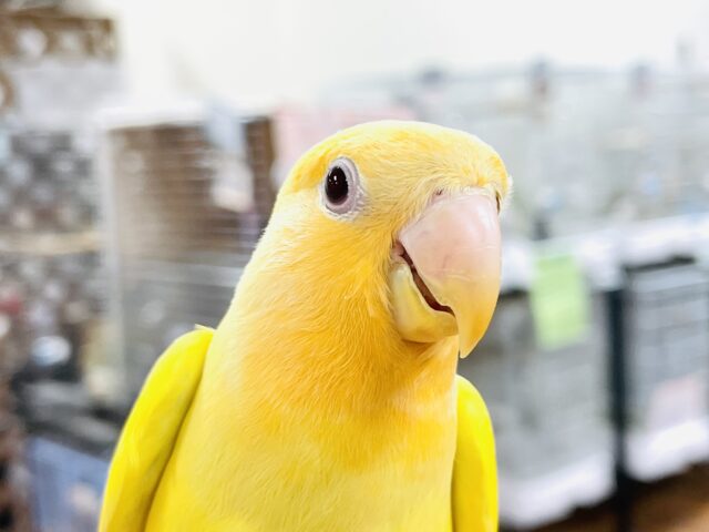 コザクラインコ（小桜インコ）