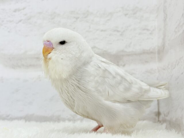 ジャンボセキセイインコ