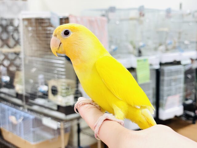 コザクラインコ（小桜インコ）