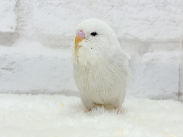 ジャンボセキセイインコ