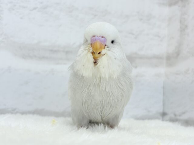 ジャンボセキセイインコ