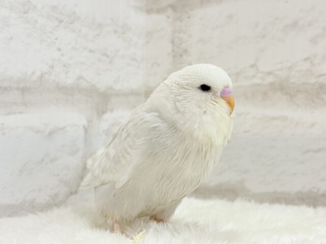 ジャンボセキセイインコ