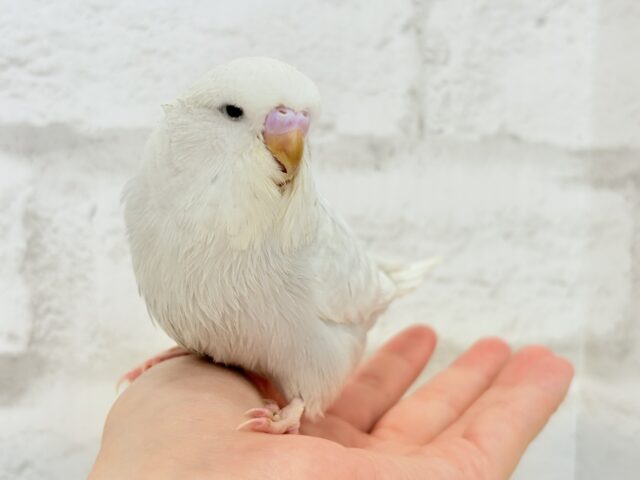 ジャンボセキセイインコ