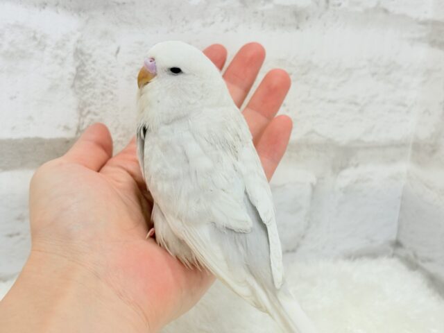 ジャンボセキセイインコ