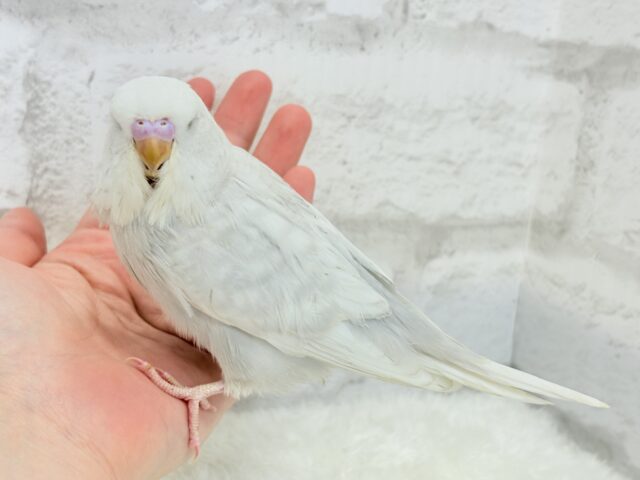 ジャンボセキセイインコ