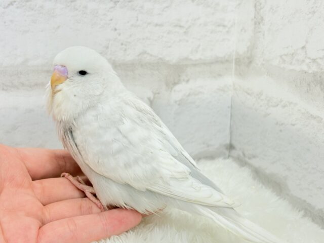 ジャンボセキセイインコ