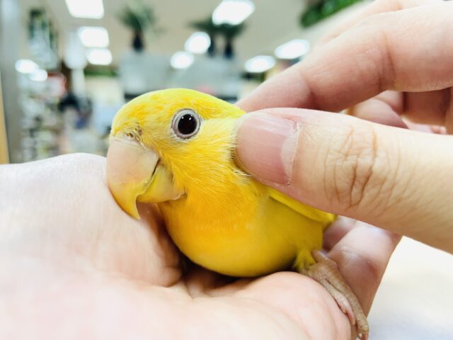コザクラインコ（小桜インコ）