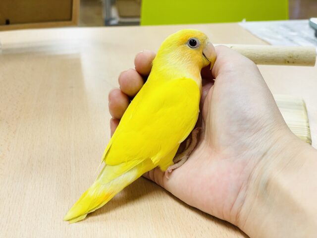 コザクラインコ（小桜インコ）
