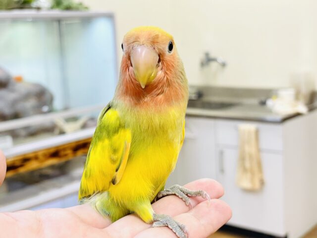 コザクラインコ（小桜インコ）