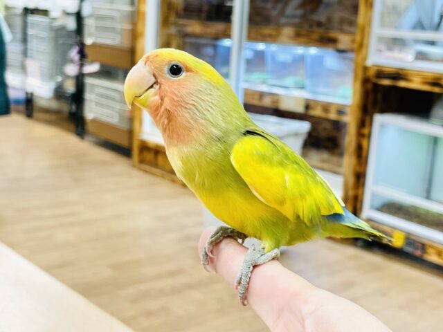 コザクラインコ（小桜インコ）