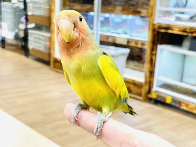 コザクラインコ（小桜インコ）