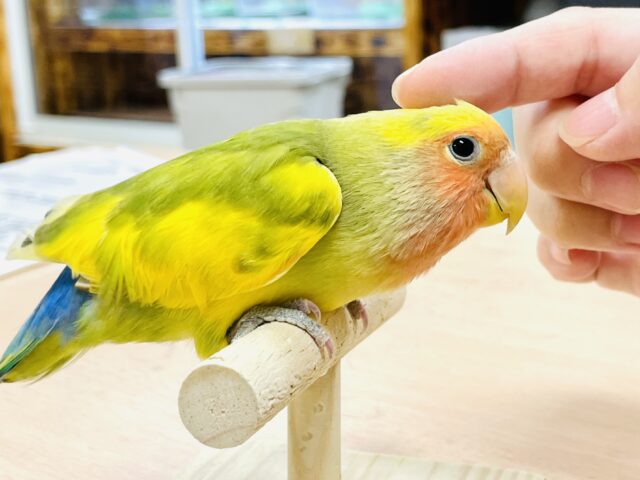 コザクラインコ（小桜インコ）