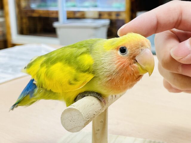 コザクラインコ（小桜インコ）