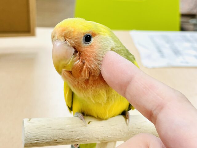 コザクラインコ（小桜インコ）