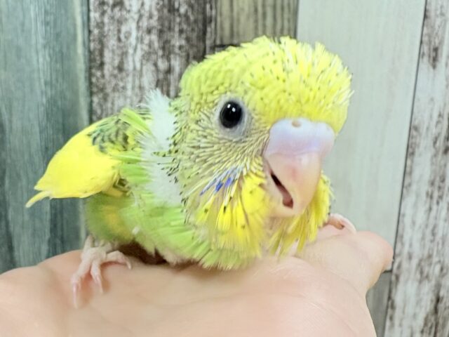 セキセイインコ