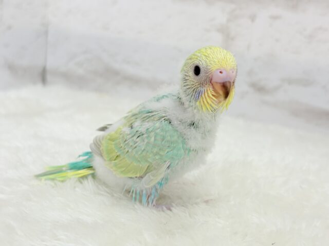 セキセイインコ