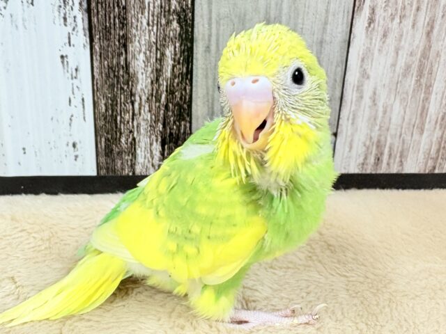 セキセイインコ