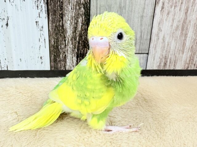フレッシュな新緑カラー💚🍏なセキセイインコちゃん❣️(スパングル)(ヒナ)