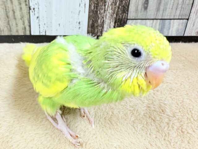セキセイインコ