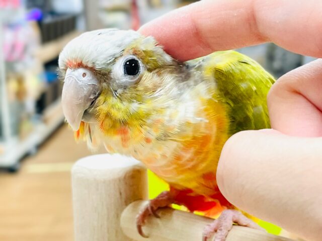 ホオミドリウロコインコ
