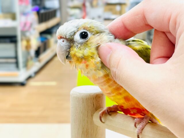 ホオミドリウロコインコ