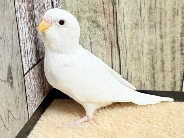 どこから見ても真っ白天使👼💕なセキセイインコちゃん❣️(ダブルファクター)(ヒナ)
