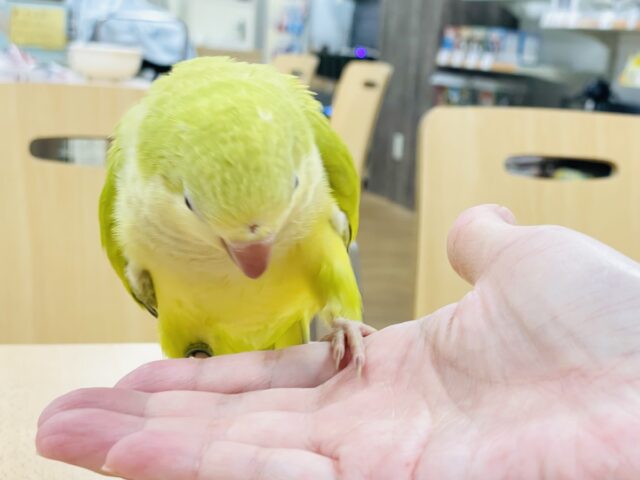 オキナインコ