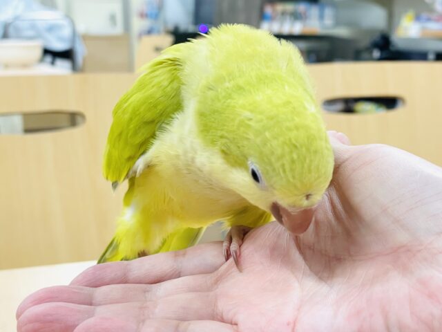 オキナインコ