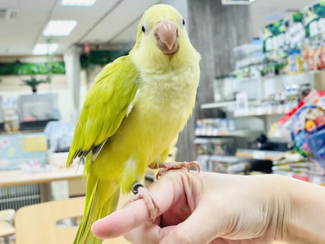 オキナインコ