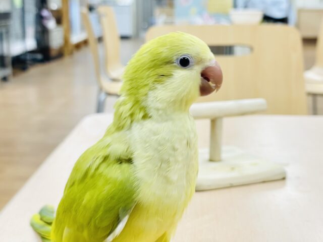 オキナインコ