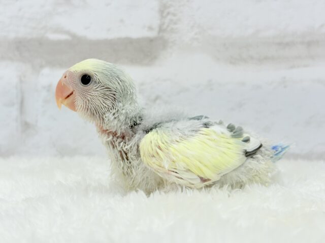 コザクラインコ（小桜インコ）