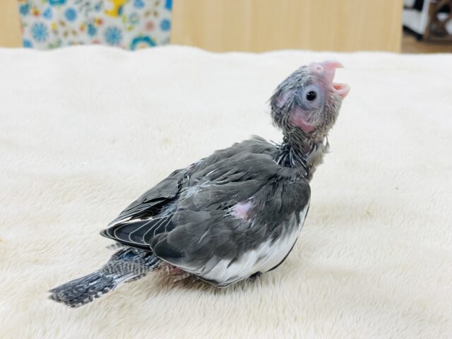 オカメインコ