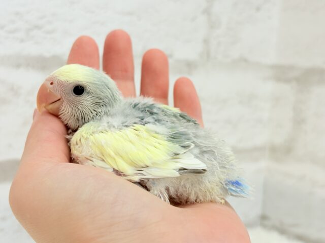 コザクラインコ（小桜インコ）
