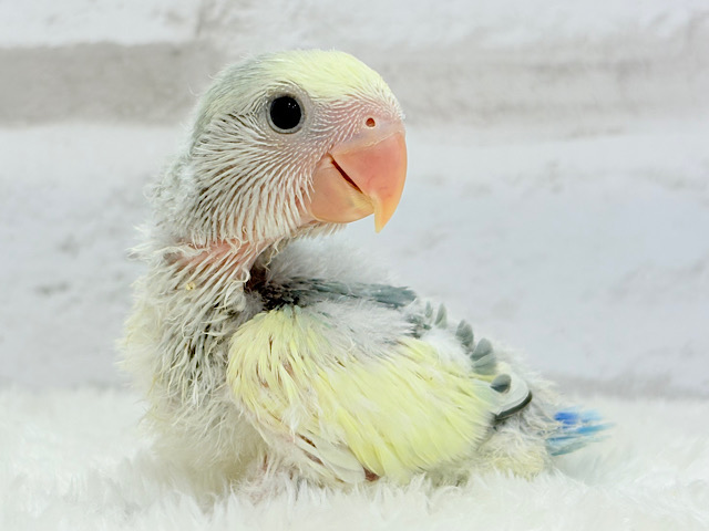 大きなおめめに吸い込まれそう🫧コザクラインコ(ブルーチェリーパイド) ヒナ