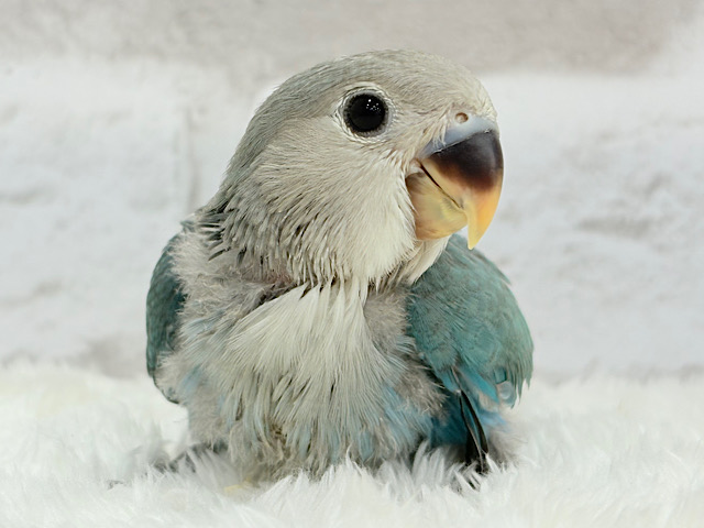 【最新画像更新🪄】好奇心の赴くままに~♩♩コザクラインコ(ブルーチェリー) ヒナ