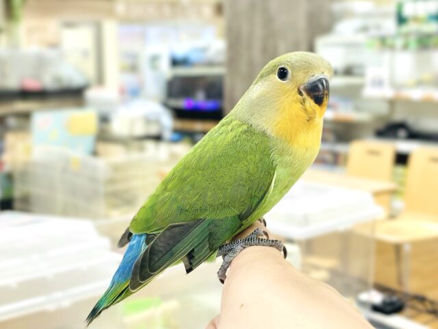 コザクラインコ（小桜インコ）