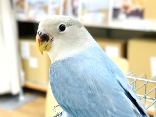 【延長決定〜！】秋のはじまり♪ コザクラインコフェア開催中💛