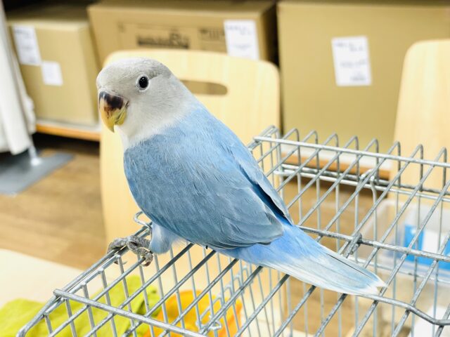 コザクラインコ（小桜インコ）