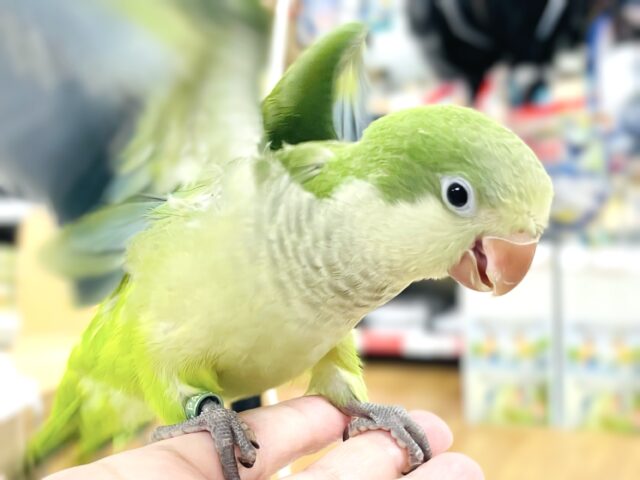 オキナインコ